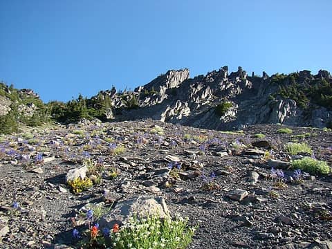 Wildflowers along the traverse.