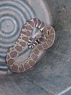 Typical Pacific Rattlesnake