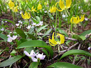 Glacier lilies and spring beauty