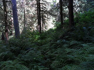 more fern covered trail