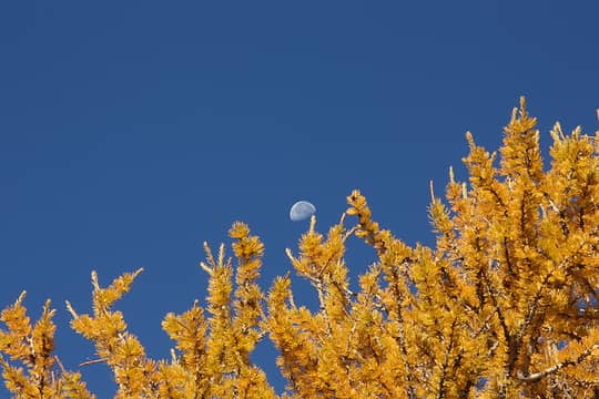Moon over larch