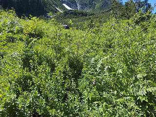 Hike ends, traverse begins...nemisis number one: well watered vegetation