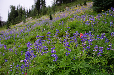 Lots of lupine (and friends)