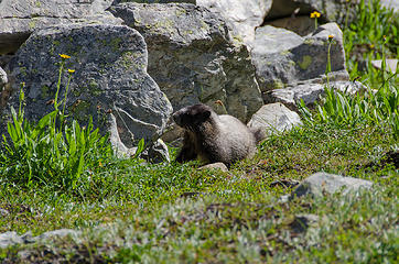 Marmot about to descend back into the hole