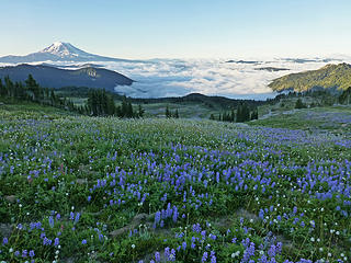 Mount Adams with flowers and marine layer