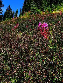 Blueberries and fireweed along the trail