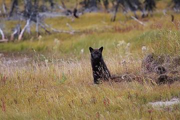 Curious wolf pup, Denali National Park