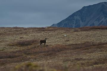Bull caribou in the foothills of the Alaska Range, Denali National Park
