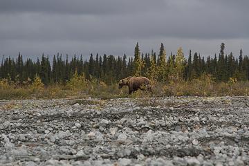Slippery Creek grizzly, Denali National Park