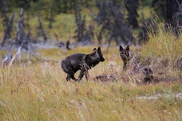Wolf pups leaving, Denali National Park