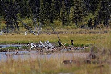 Wolf pups in the distance, Denali National Park