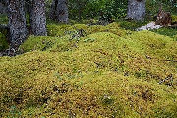 Sphagnum moss, Denali National Park