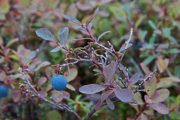 Blueberry, Denali National Park