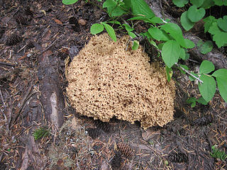 Coral mushroom?