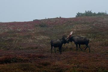 Late August in Denali. The bulls are entering rut and are getting ready to fight