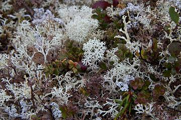 Lichen, the caribou's preferred food