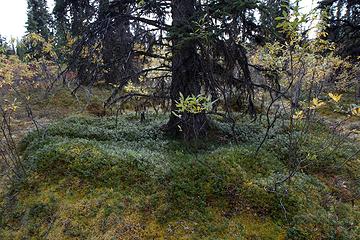 Spruce trees in Denali boreal forests are often surrounded by raised moss mats.