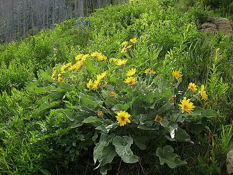 Making the balsamroot sparkle