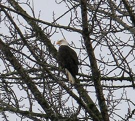 Eagle in a tree just west of Darrington