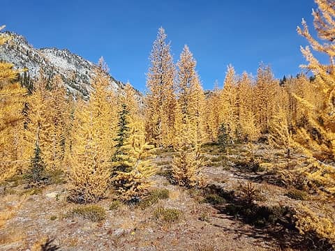 Its a larch party up in here