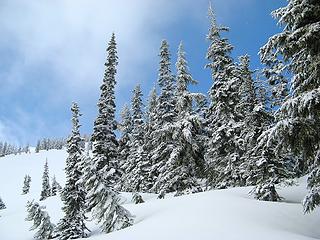 Snowy Trees 2