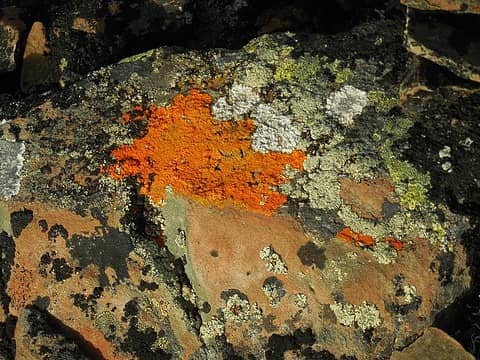 Neon orange lichen on top of the slightly lower point just north of the high point)