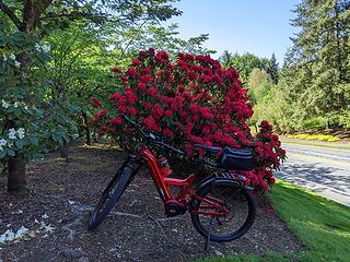 New red bike wrapped in a red rhododendron bow