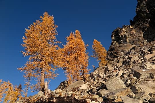Larches on the rocks above