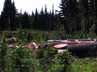 wilderness destruction.jpg