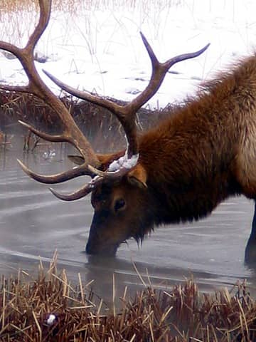 bull elk drinking