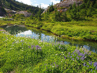 Meadow Pool and Wildflowers
