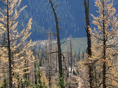 Larches off trail