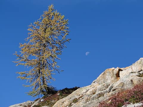 Larch and moon.