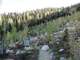 Trail and larch.
