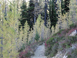 Larch and color starting to switchback towards Cutthroat Pass.