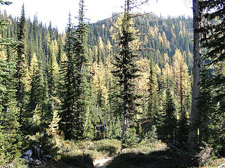 Starting to see Larch below Cutthroat Pass.