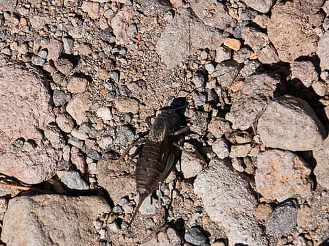 Nasty looking mtn cricket.  By Jiminy! MRNP, White River campground to Sunrise 2nd Burroughs, to Glacier basin loop 10/07/12