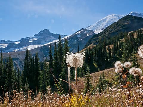 Front row seat, moptop. 
MRNP, White River campground to Sunrise 2nd Burroughs, to Glacier basin loop 10/07/12