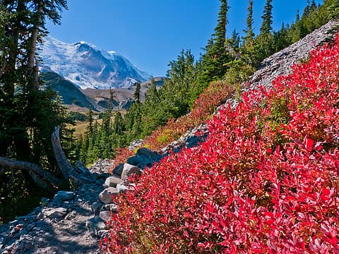 Just one area of color. 
MRNP, White River campground to Sunrise 2nd Burroughs, to Glacier basin loop 10/07/12