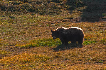 Not a great shot ... but you get the idea .. a beautiful bear in Spray Park at the end of a spectacular day