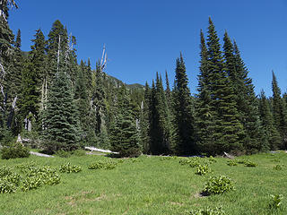 Meadow above Cream Lake