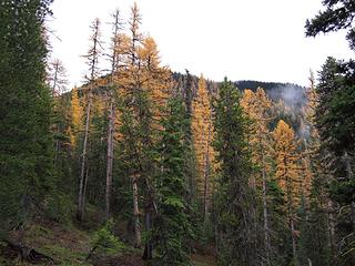 Neat lodgepole/larch forest