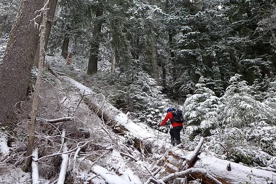 Taking advantage of log highways through the snowy brush