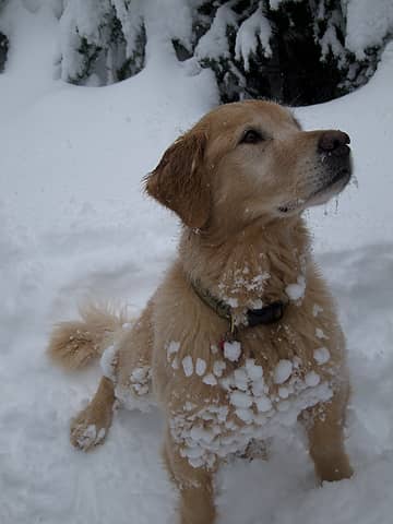 Snowball dog
