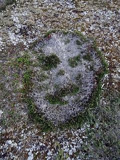 Faces in the heather.