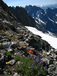 Flowers looking toward Mongo Ridge and the Southern Pickets
