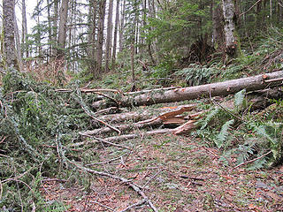 I did a bit of trail work here to clear some of this mess. Only had a tiny folding saw along though. 
Squak Mtn WA, 1/5/13