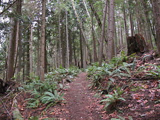 Typical trail.  Nice and smooth and easy.  . 
Squak Mtn WA, 1/5/13