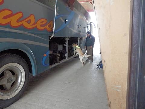 dog at border-Chile