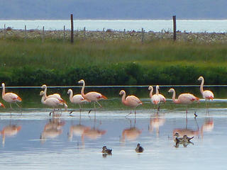 chilean flamingos
